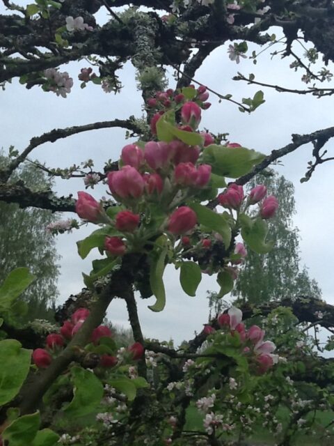 Äppelblom och fågelsång