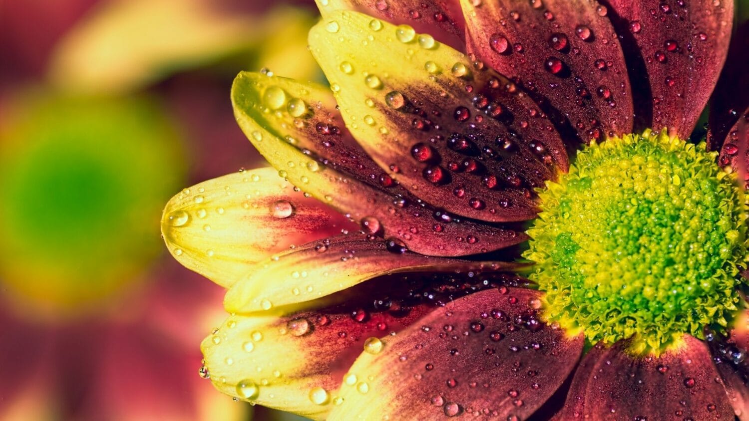 kryssantemum blomma närbild vattendroppar