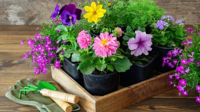 blommor att plantera med verktyg