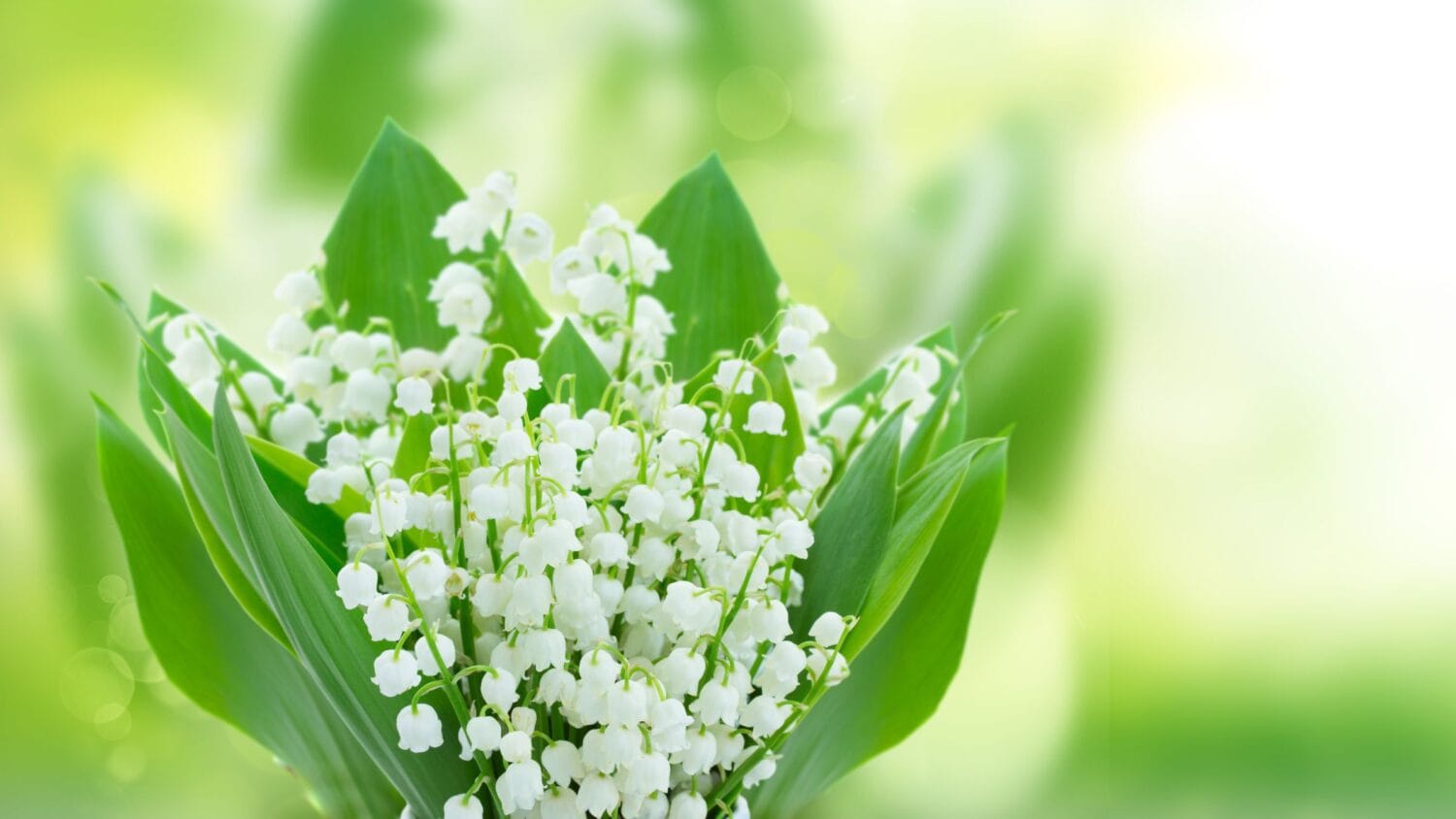 en bukett med liljekonvaljer