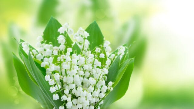 en bukett med liljekonvaljer