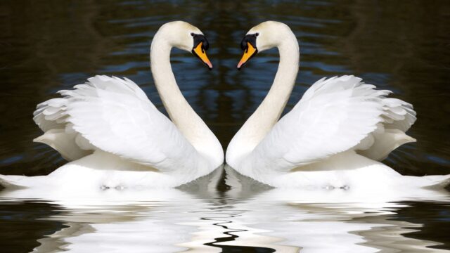 två knölsvanar som tittar på varandra, deras halsar bildar ett hjärta mot vattnet