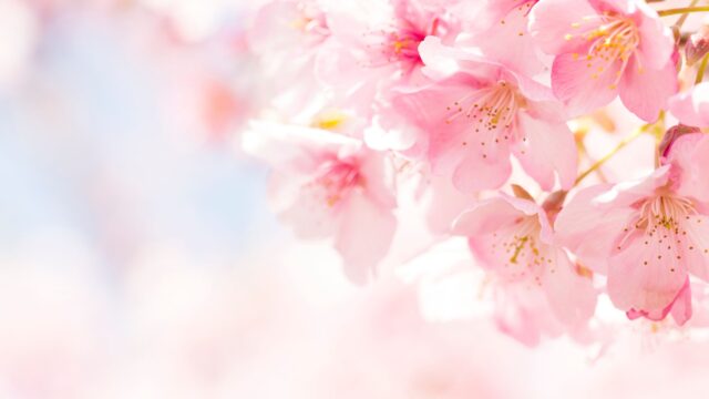 körsbärsblommor, sinnesro, natur blommor