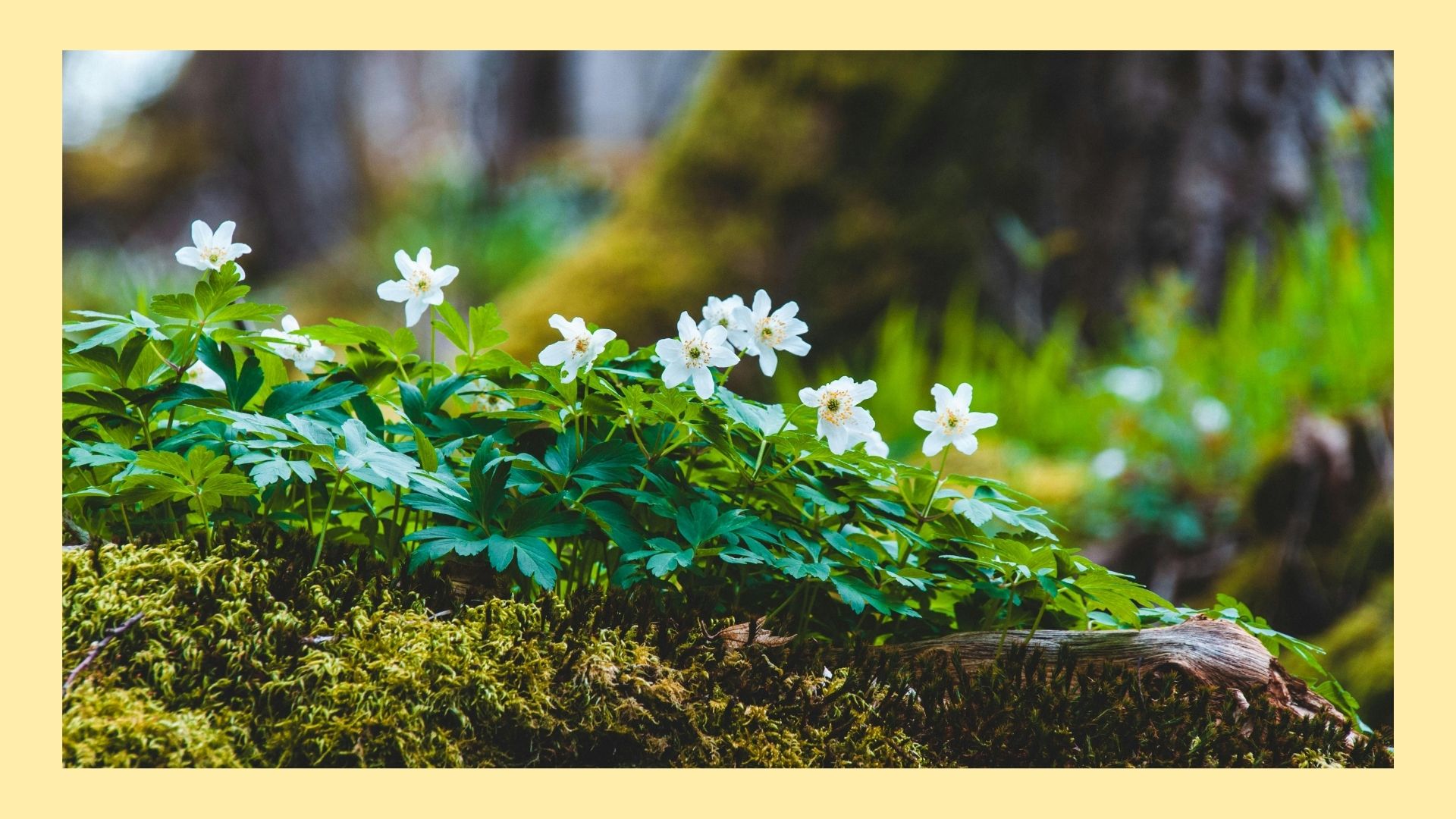 ”Ordet = porträttet”